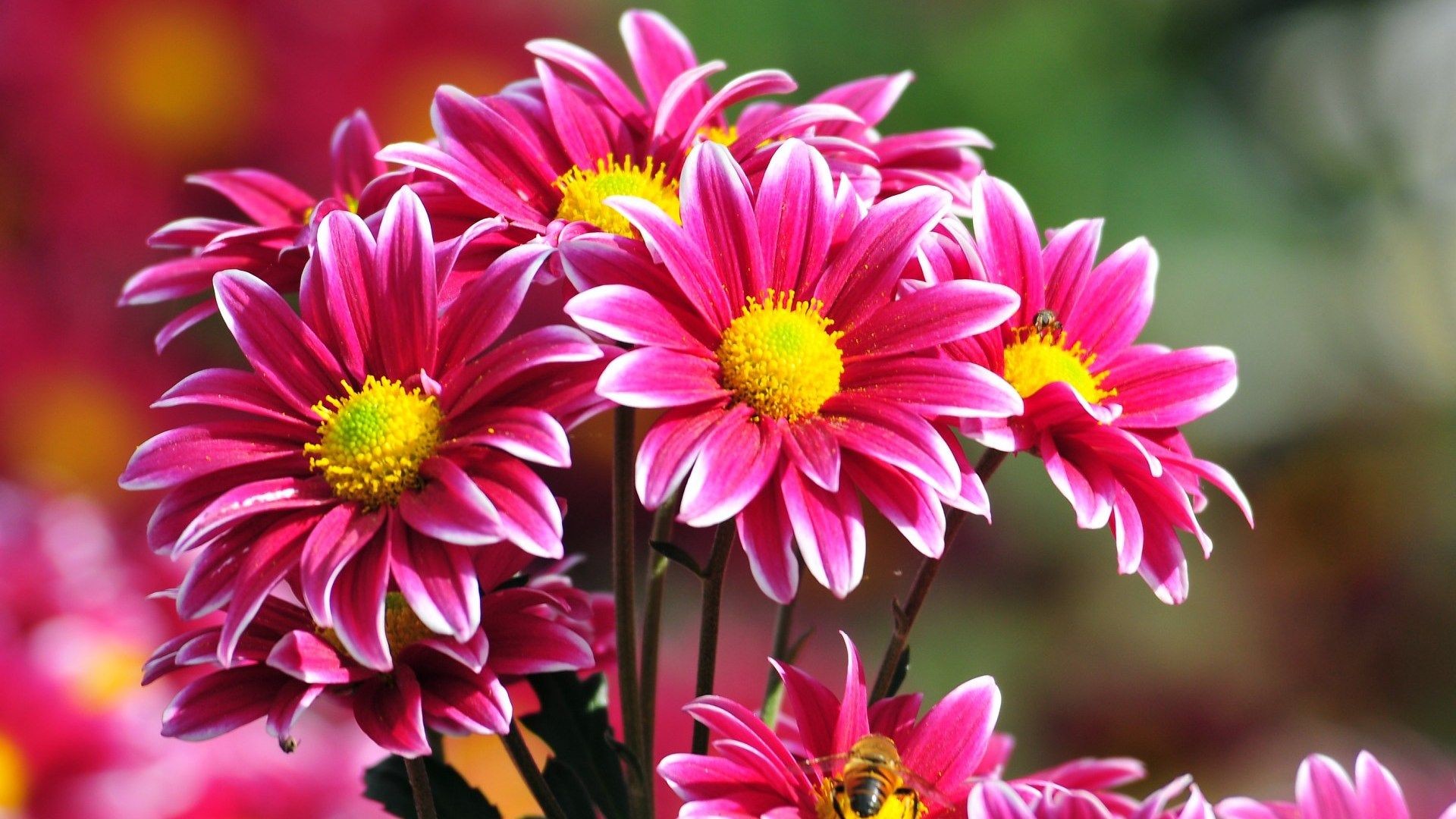 Detail Image Of Flowers Free Download Nomer 16