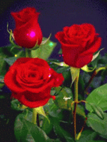 Detail Image Of Flowers Rose Nomer 22