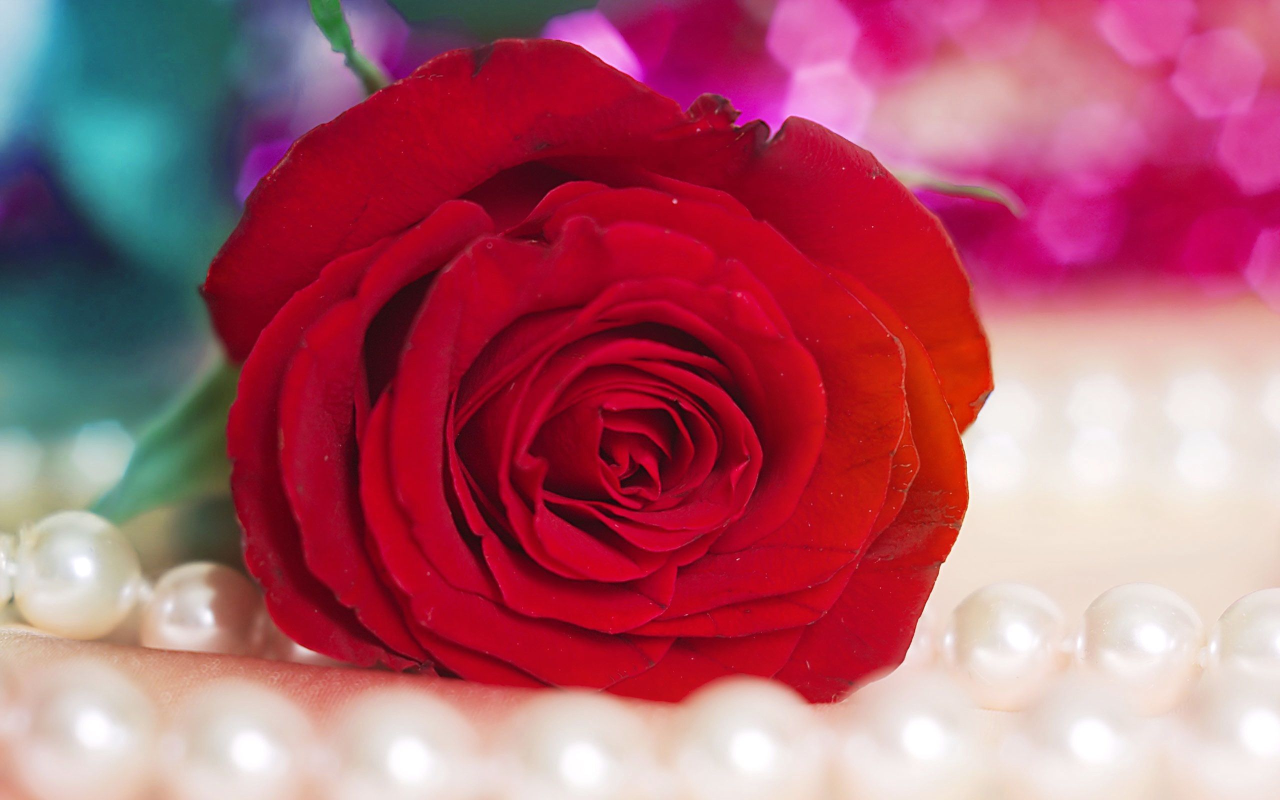 Detail Image Of Flowers Rose Nomer 58
