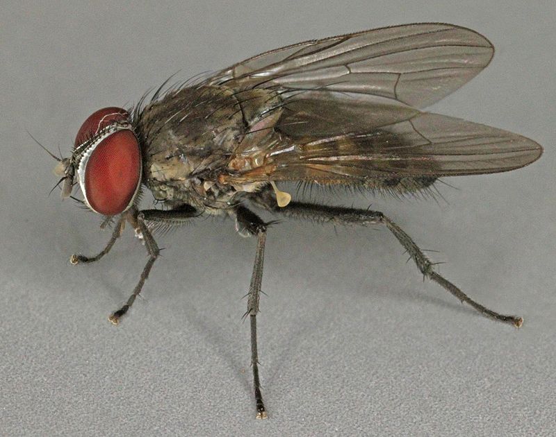 Image Of Fly - KibrisPDR
