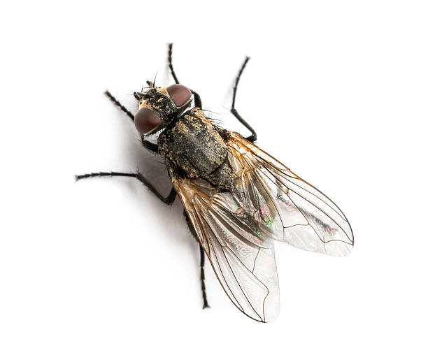 Detail Image Of Fly Nomer 2