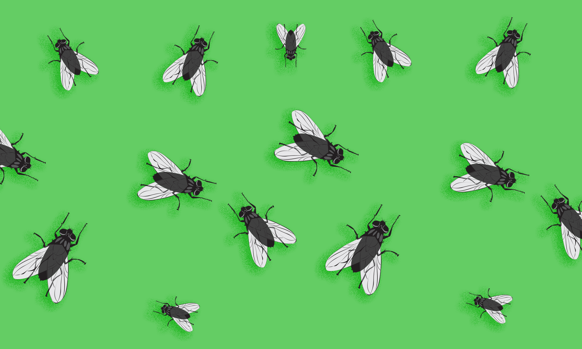 Detail Image Of Fly Nomer 12