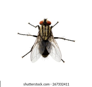 Detail Image Of Fly Nomer 13