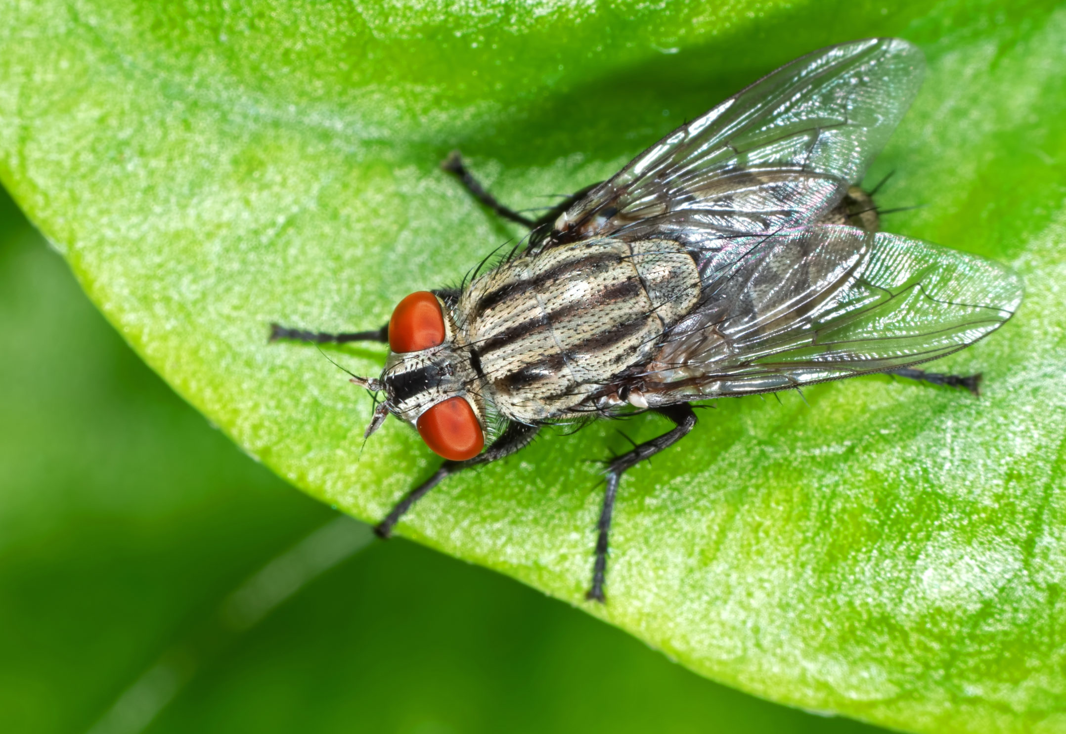 Detail Image Of Fly Nomer 14