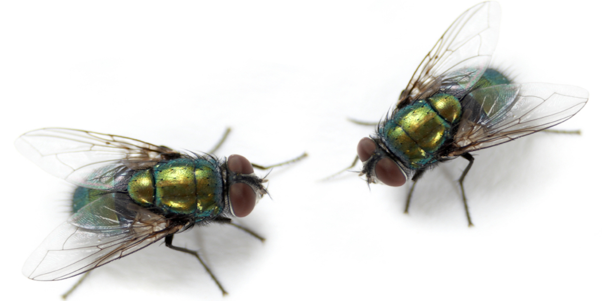 Detail Image Of Fly Nomer 18