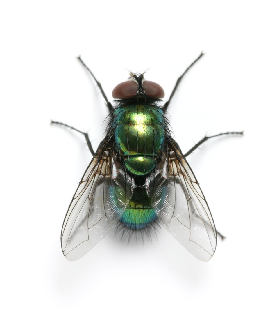 Detail Image Of Fly Nomer 20