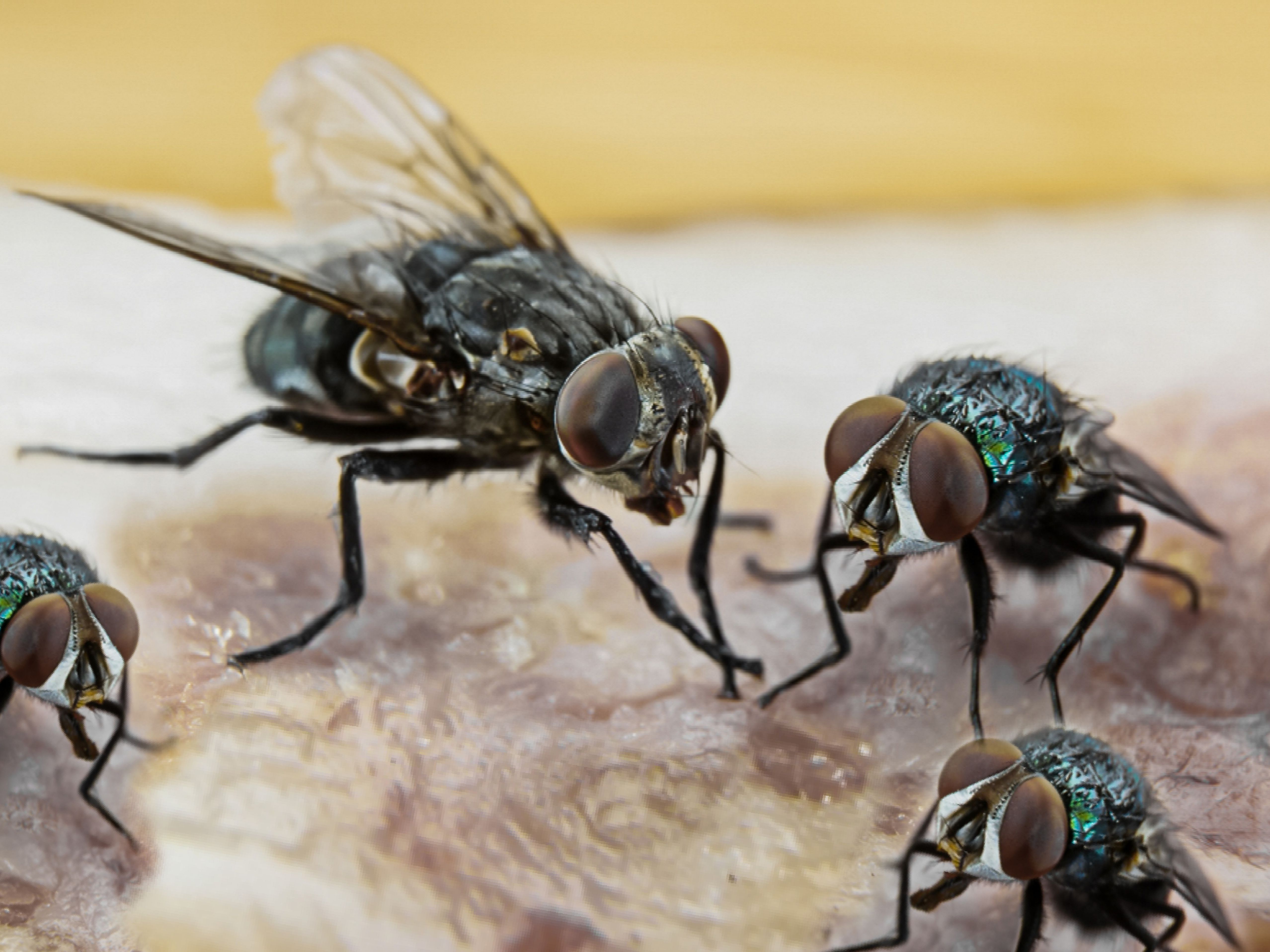 Detail Image Of Fly Nomer 3