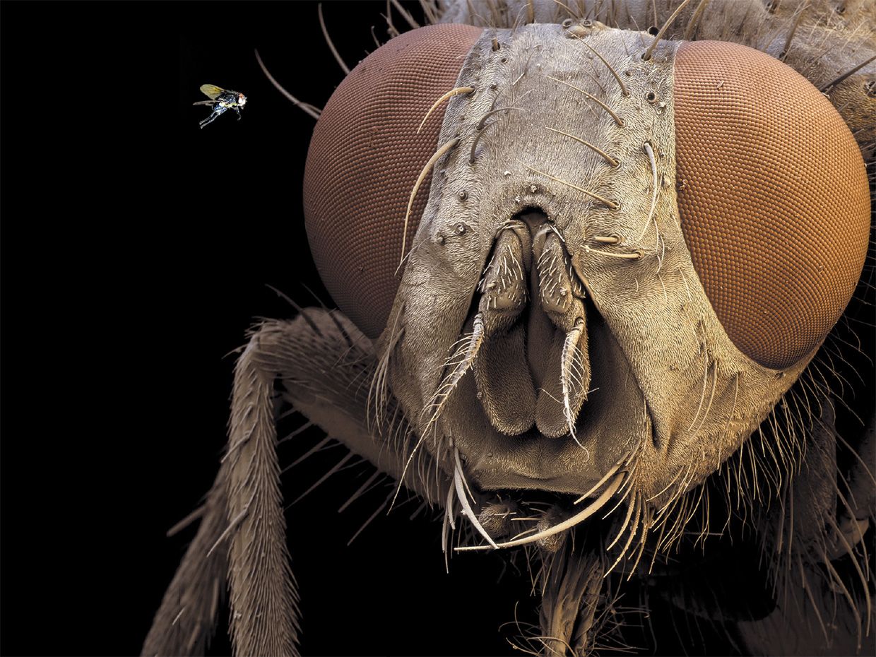 Detail Image Of Fly Nomer 21