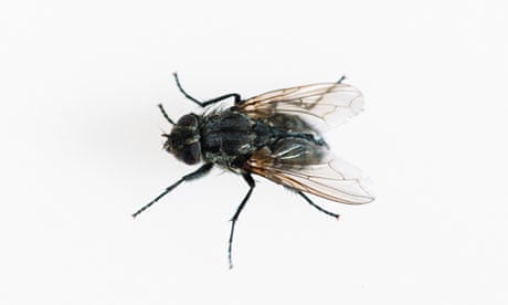 Detail Image Of Fly Nomer 25