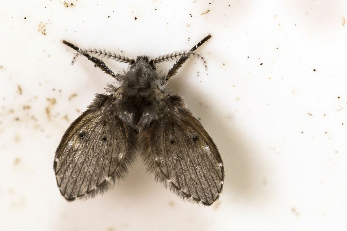 Detail Image Of Fly Nomer 26