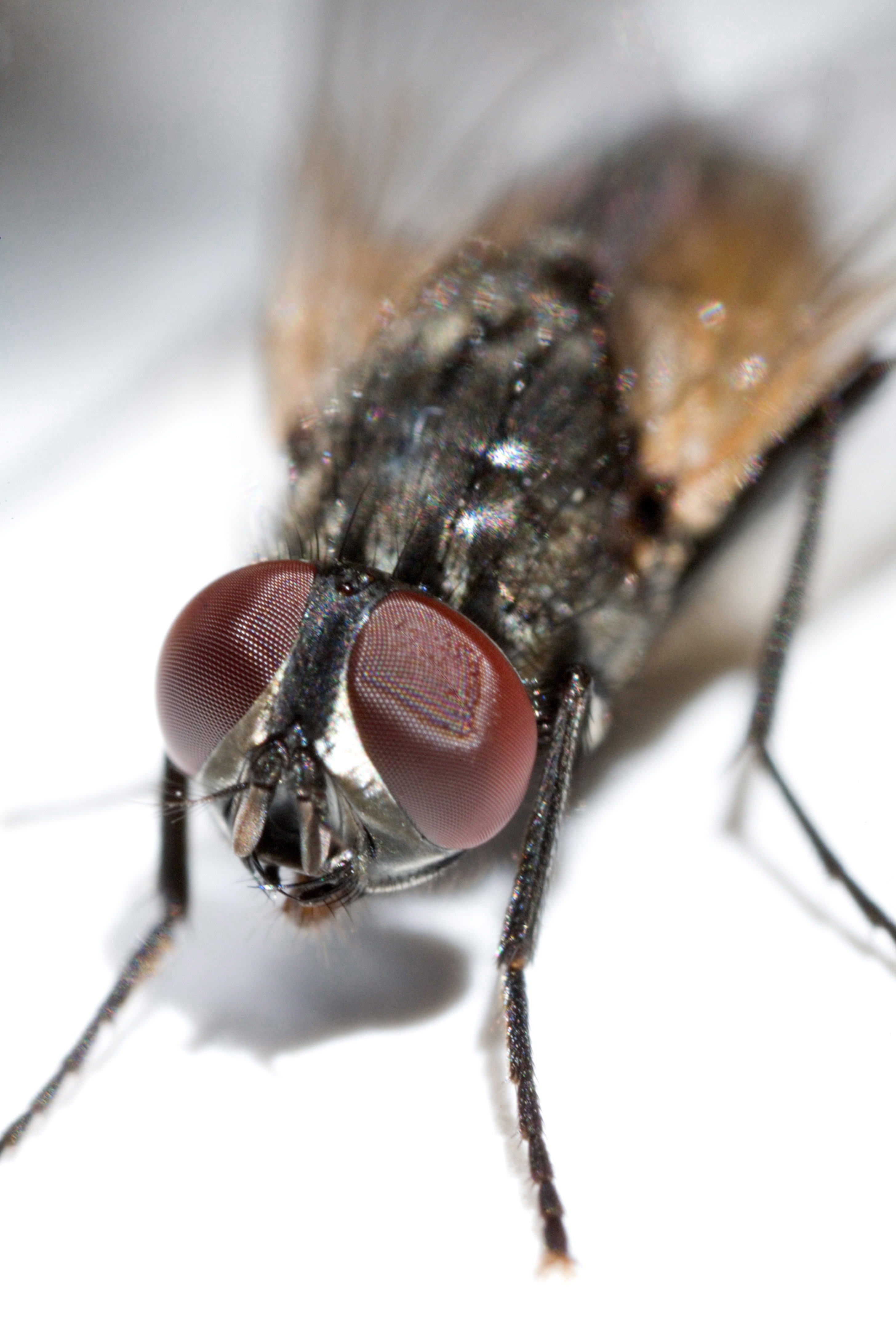 Detail Image Of Fly Nomer 28