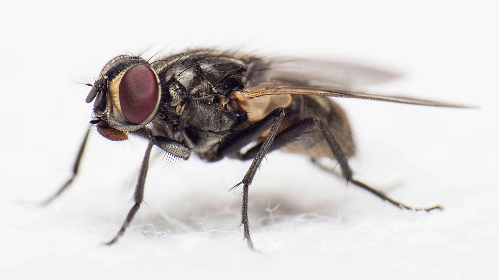 Detail Image Of Fly Nomer 4