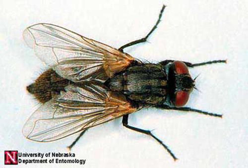 Detail Image Of Fly Nomer 30