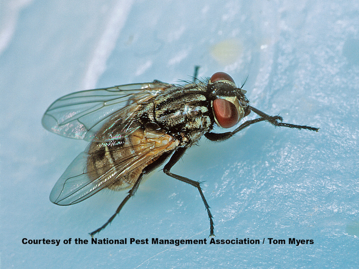Detail Image Of Fly Nomer 31