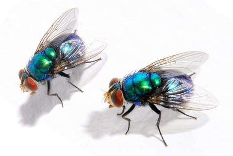 Detail Image Of Fly Nomer 32
