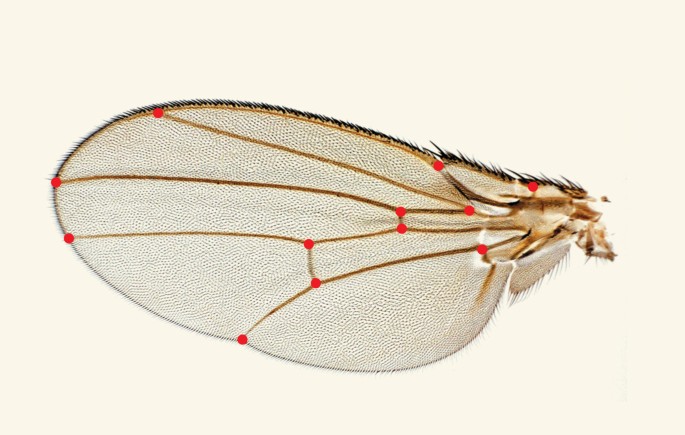 Detail Image Of Fly Nomer 33