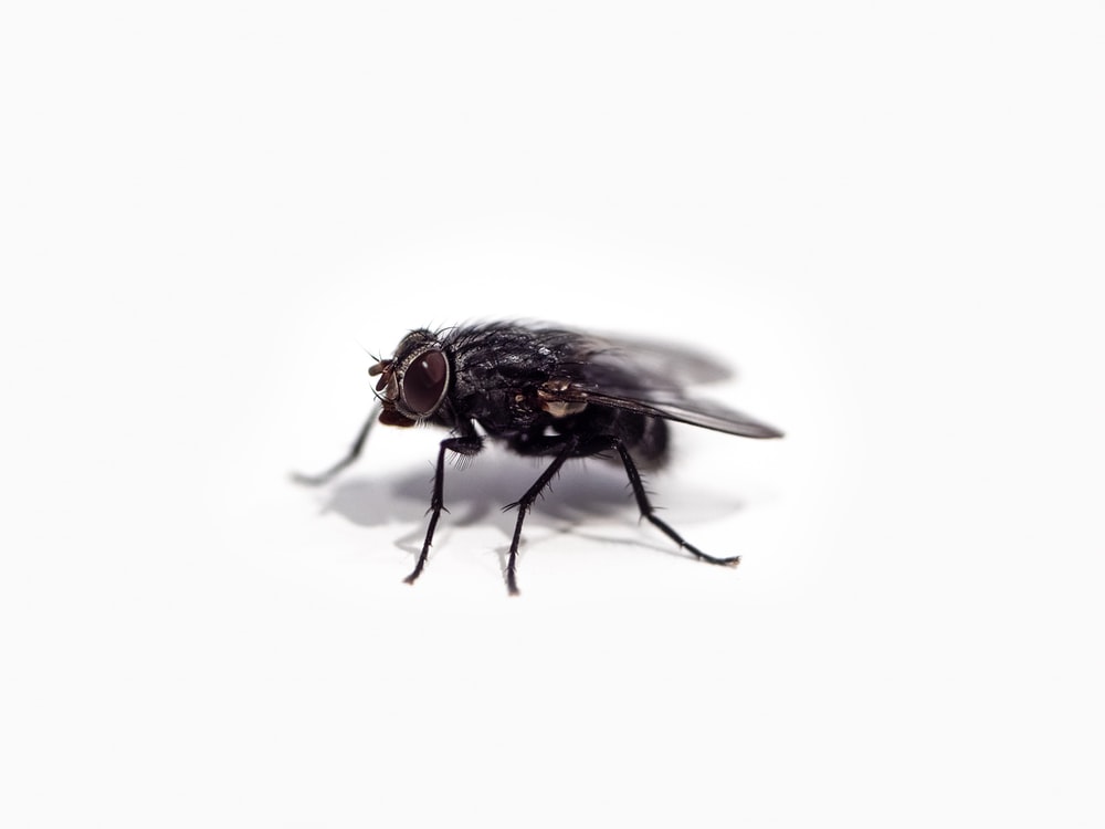 Detail Image Of Fly Nomer 34