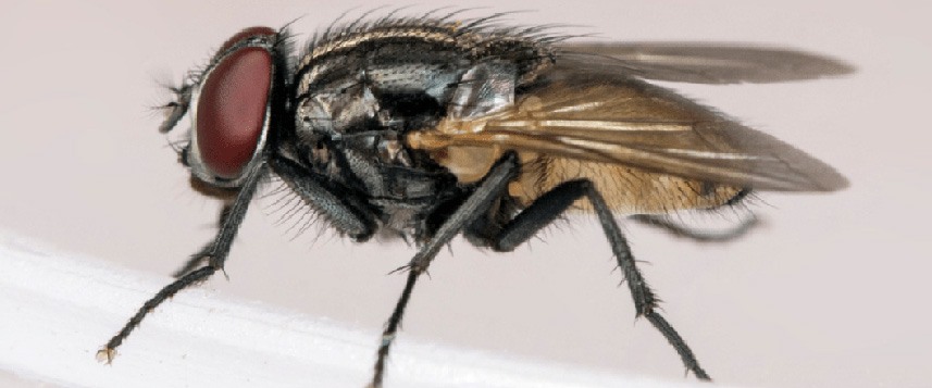Detail Image Of Fly Nomer 36