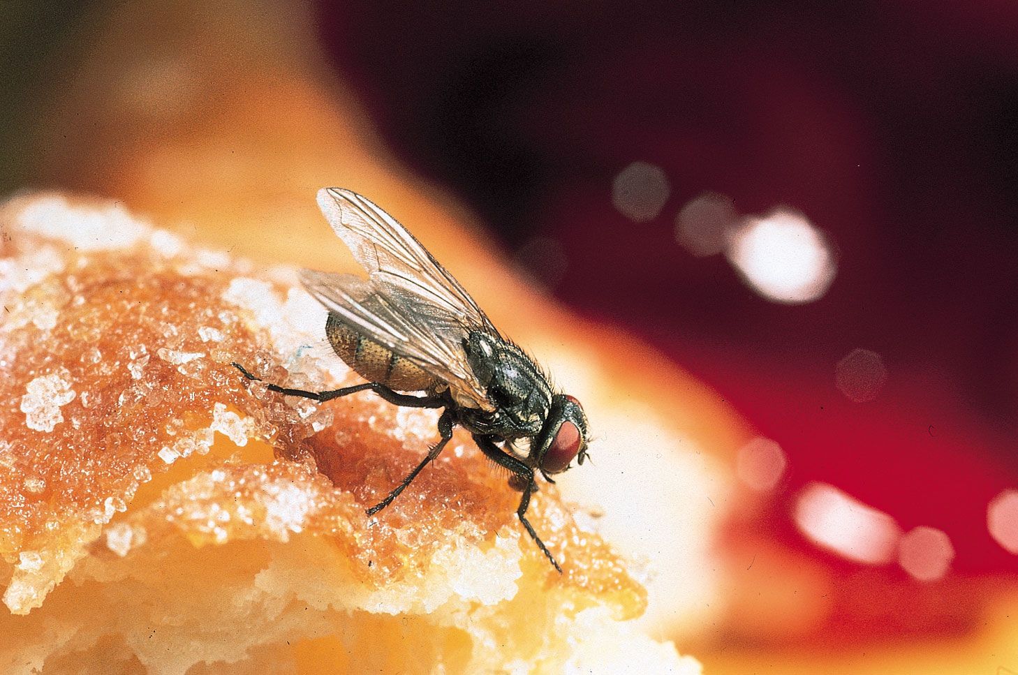 Detail Image Of Fly Nomer 37
