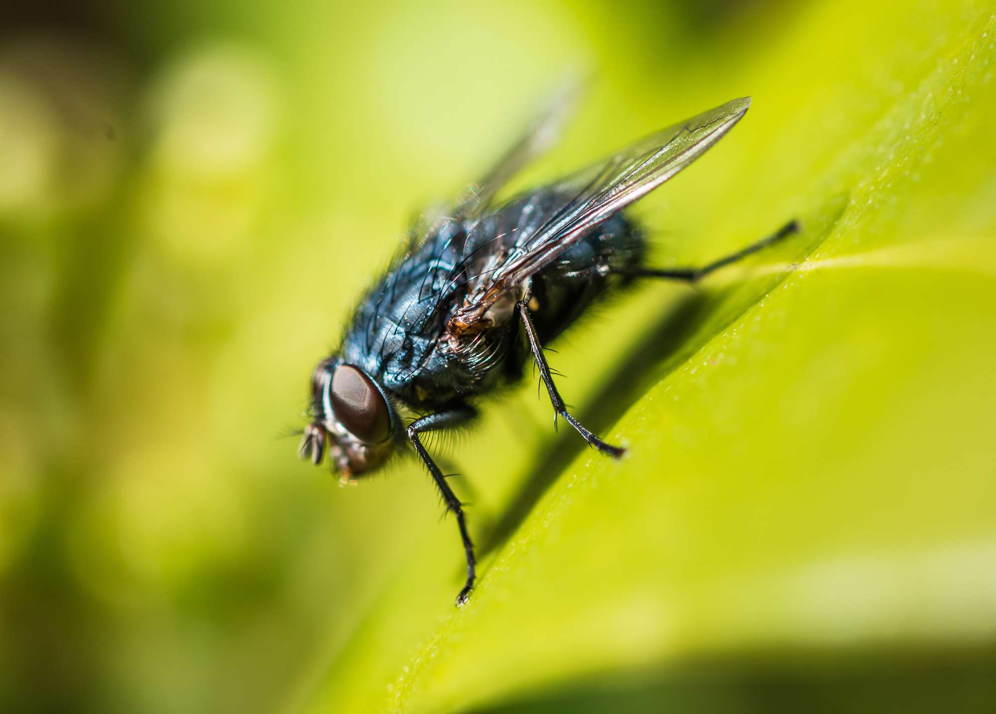 Detail Image Of Fly Nomer 38