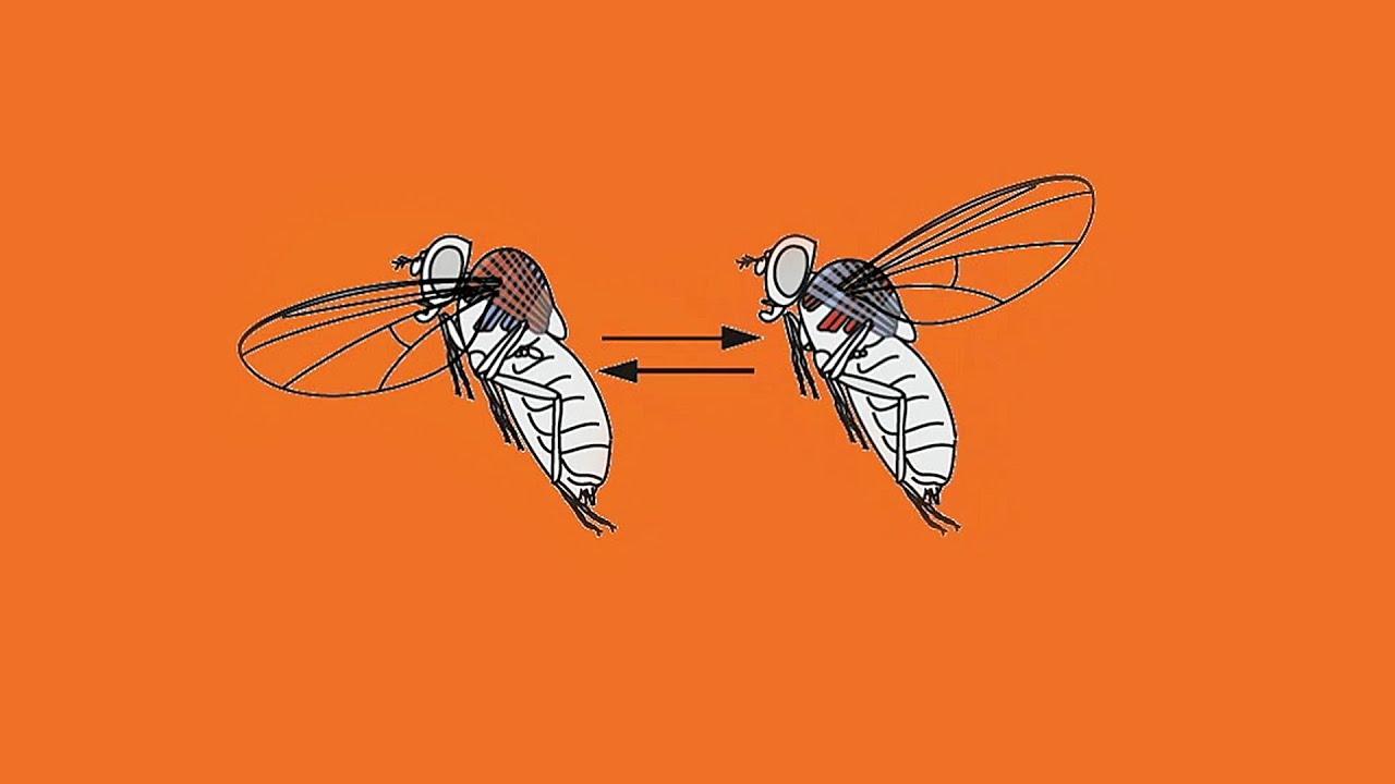 Detail Image Of Fly Nomer 39