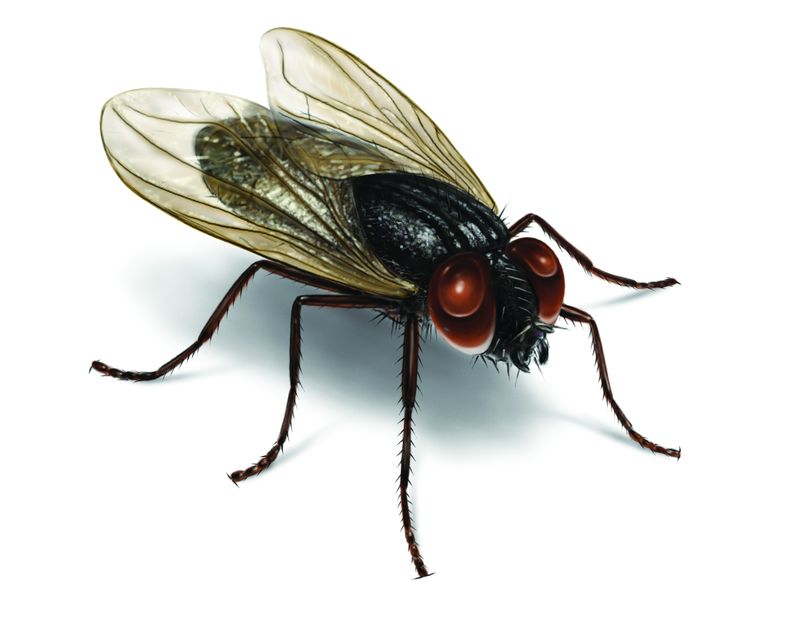 Detail Image Of Fly Nomer 5