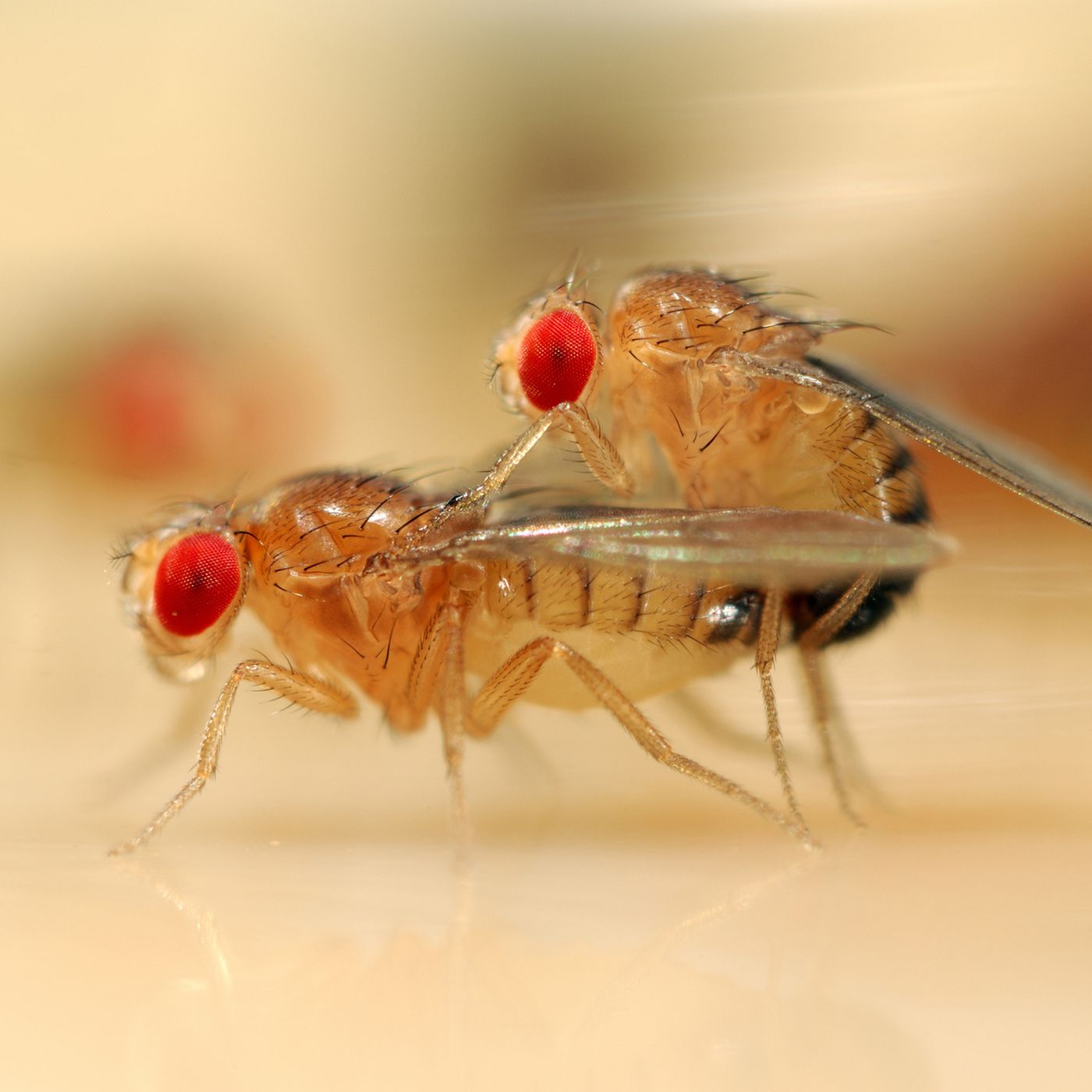 Detail Image Of Fly Nomer 40