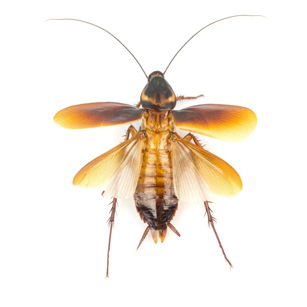 Detail Image Of Fly Nomer 41