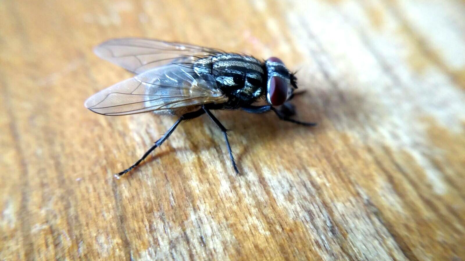 Detail Image Of Fly Nomer 43