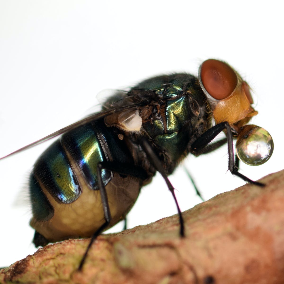 Detail Image Of Fly Nomer 44