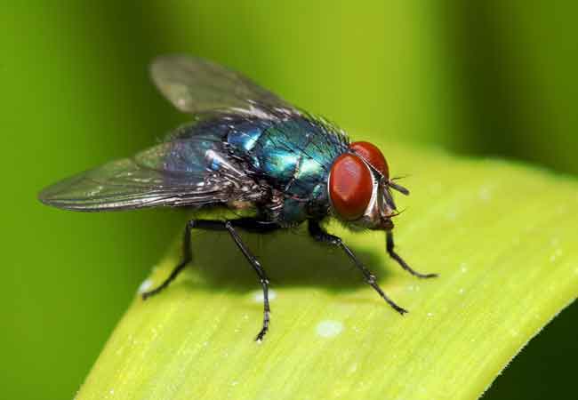 Detail Image Of Fly Nomer 45
