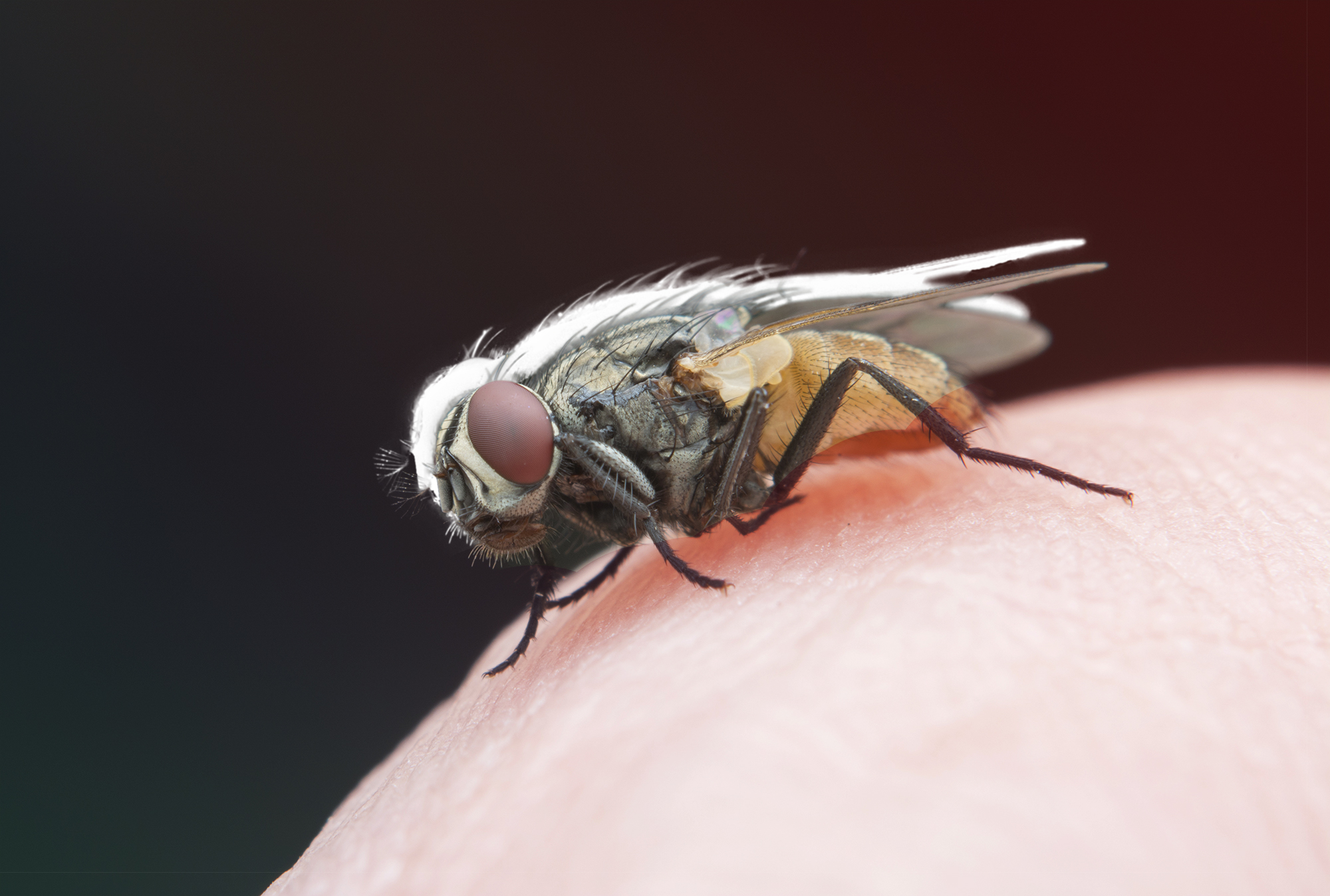 Detail Image Of Fly Nomer 46