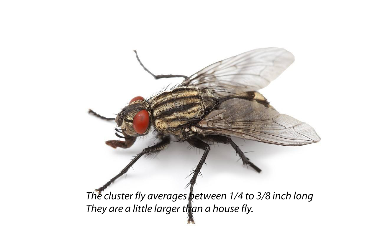 Detail Image Of Fly Nomer 48