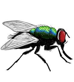Detail Image Of Fly Nomer 6