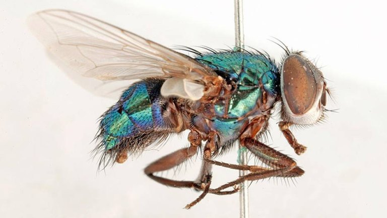 Detail Image Of Fly Nomer 50