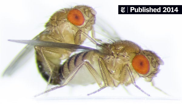 Detail Image Of Fly Nomer 51