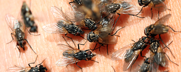 Detail Image Of Fly Nomer 52