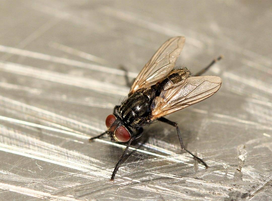 Detail Image Of Fly Nomer 55