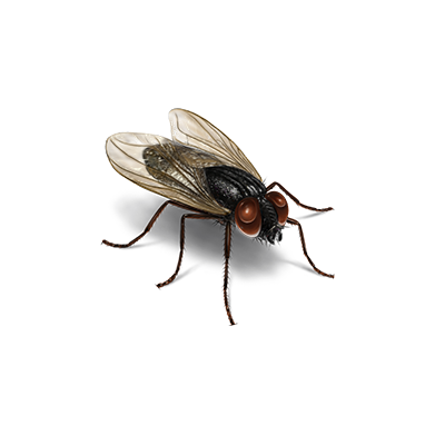 Detail Image Of Fly Nomer 57