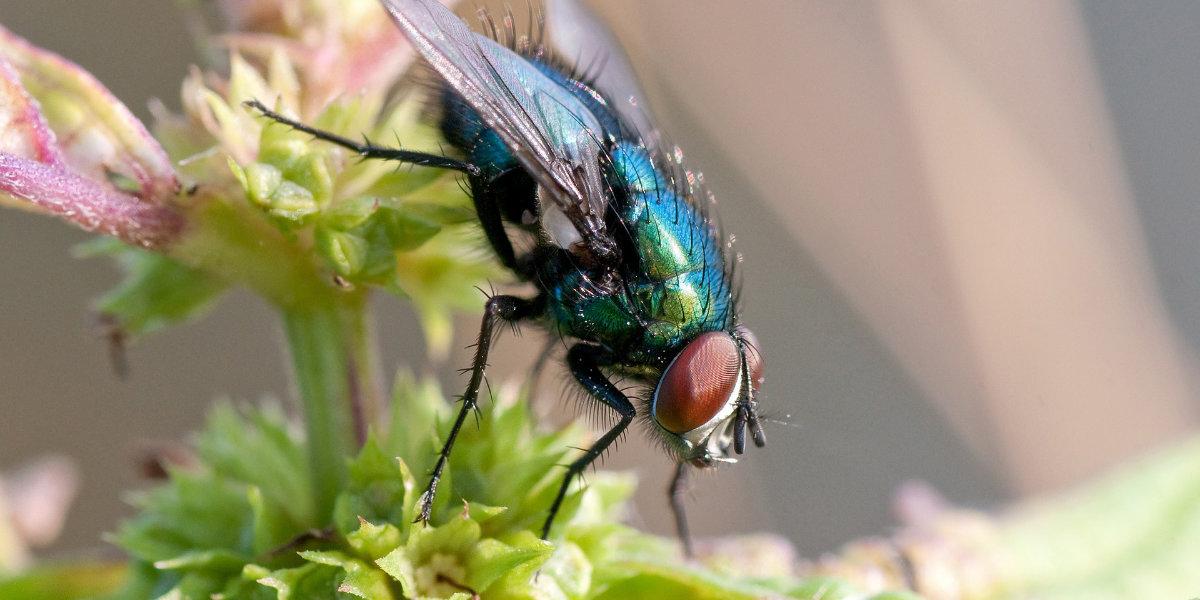 Detail Image Of Fly Nomer 58