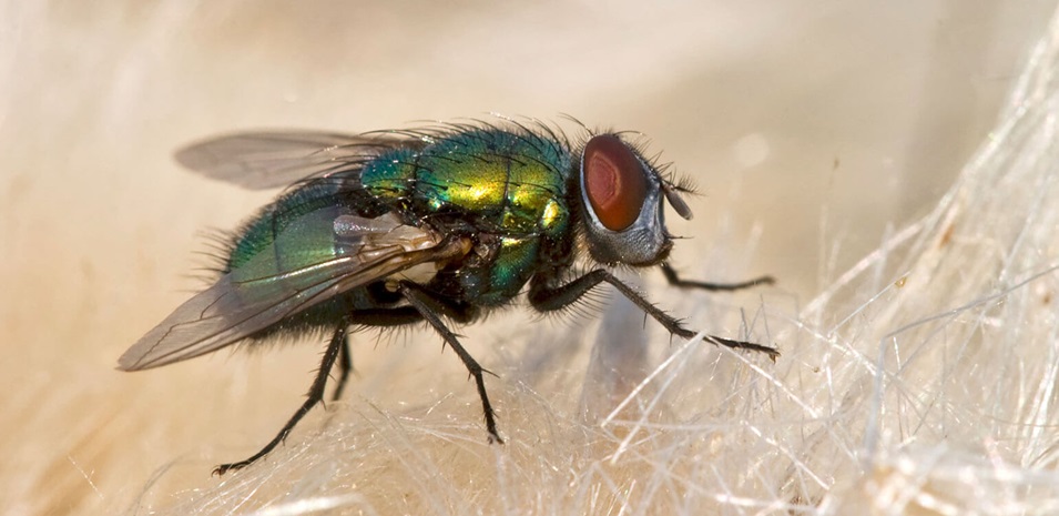 Detail Image Of Fly Nomer 7