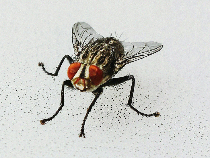 Detail Image Of Fly Nomer 8