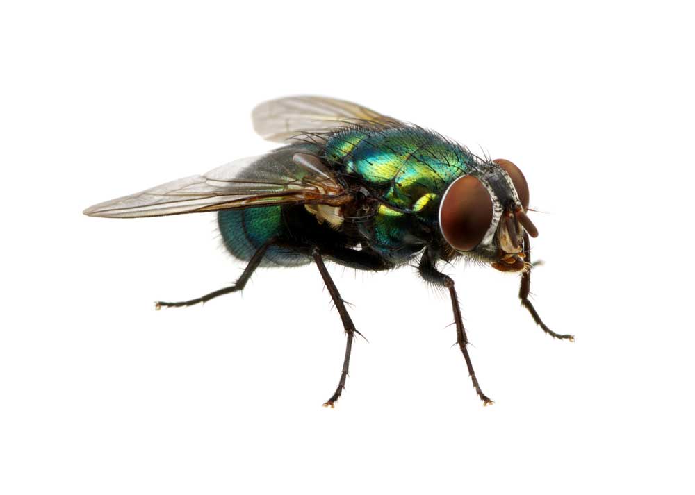 Detail Image Of Fly Nomer 9