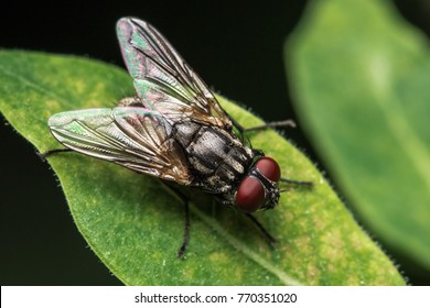 Detail Image Of Fly Nomer 10