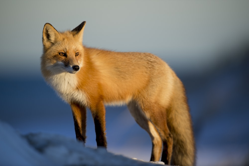 Detail Image Of Fox Nomer 2