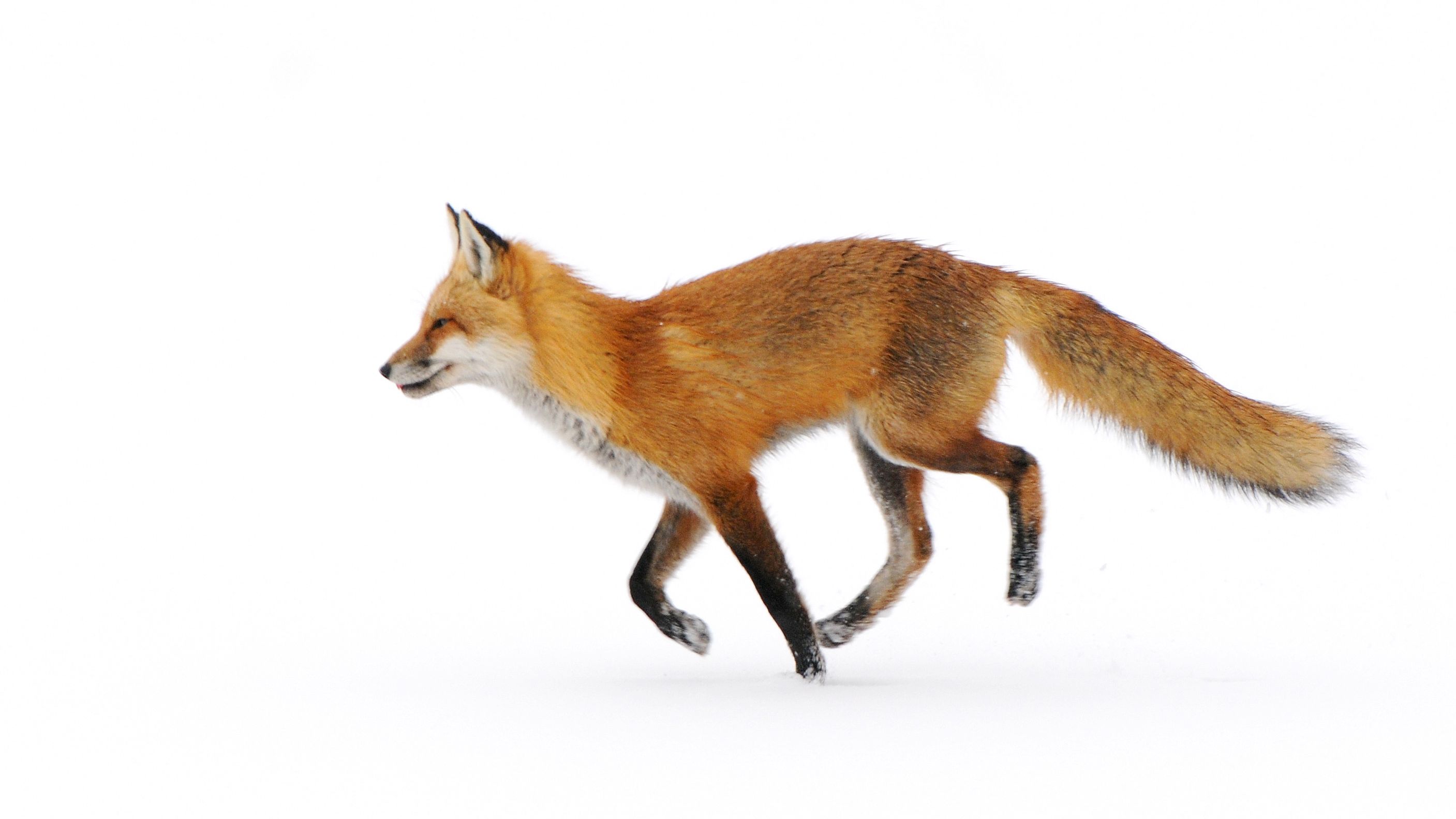 Detail Image Of Fox Nomer 17