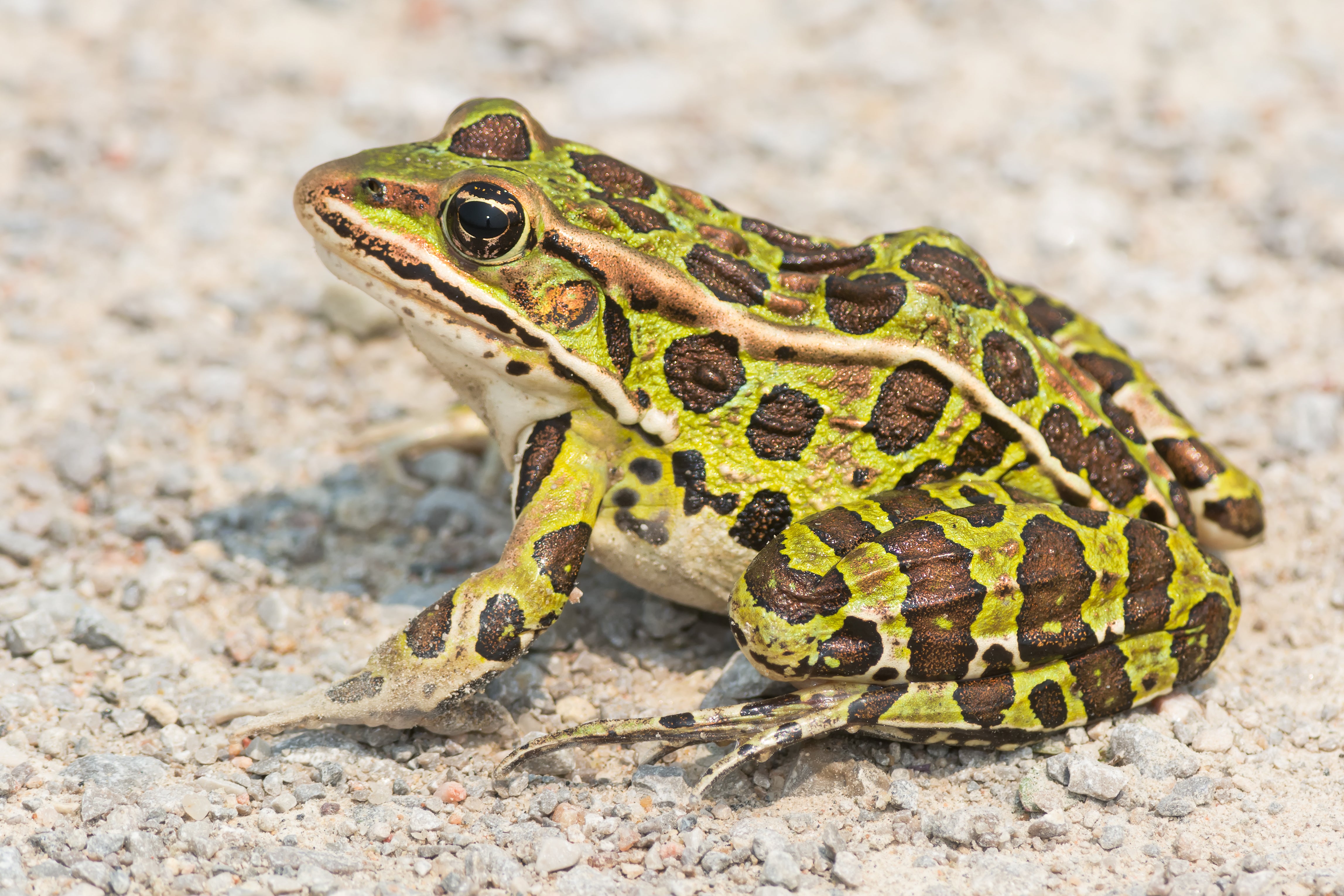 Image Of Frog - KibrisPDR