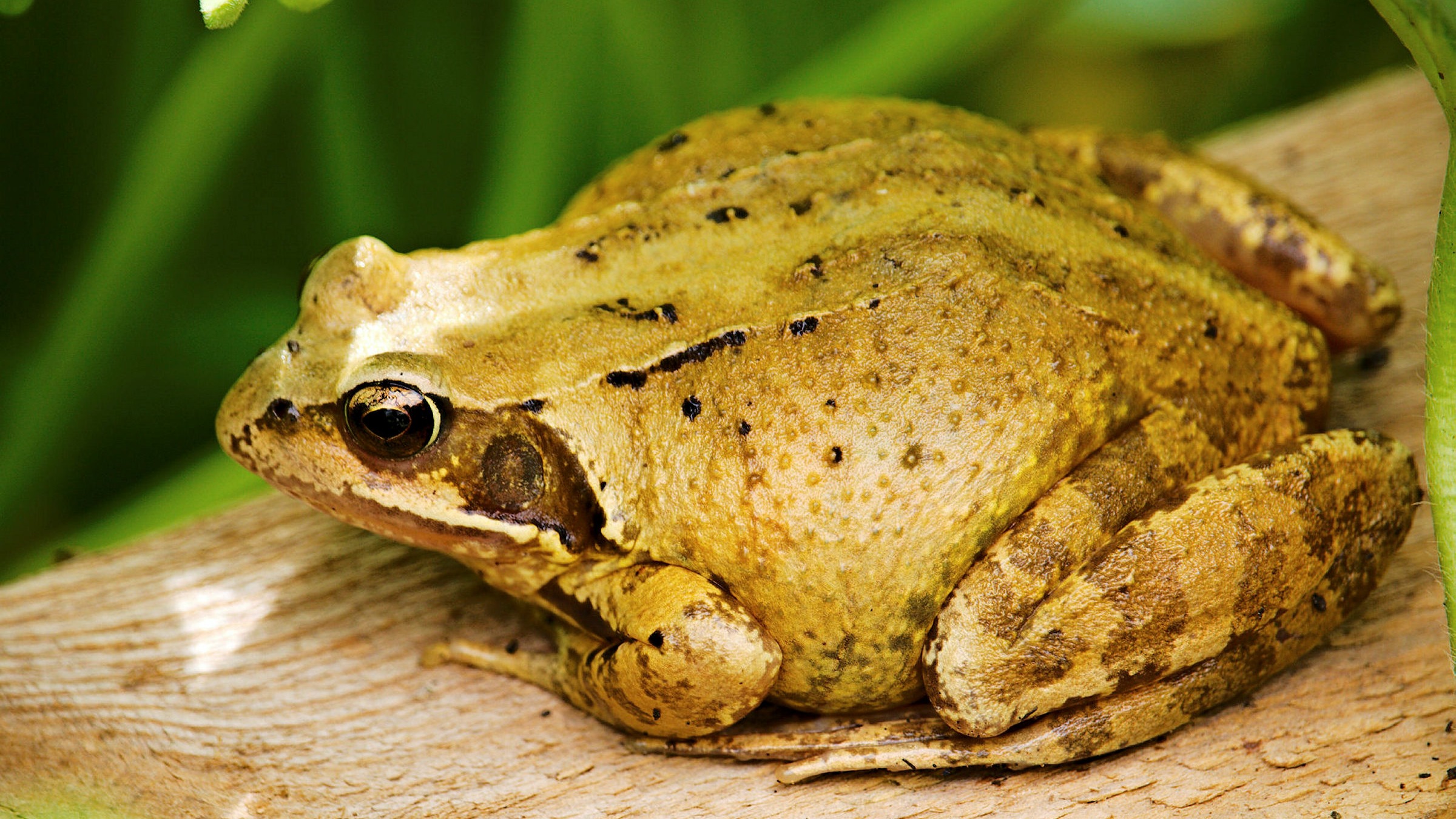 Detail Image Of Frog Nomer 13