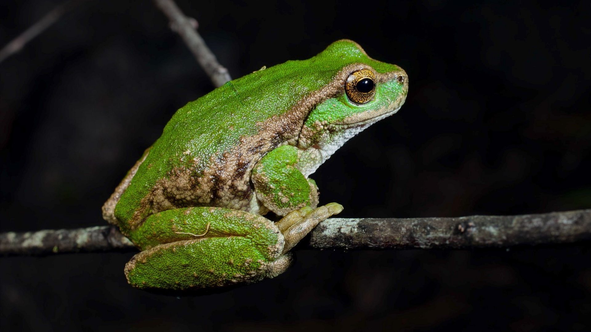 Detail Image Of Frog Nomer 14