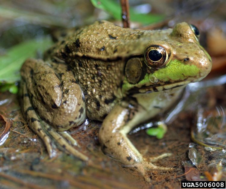 Detail Image Of Frog Nomer 15